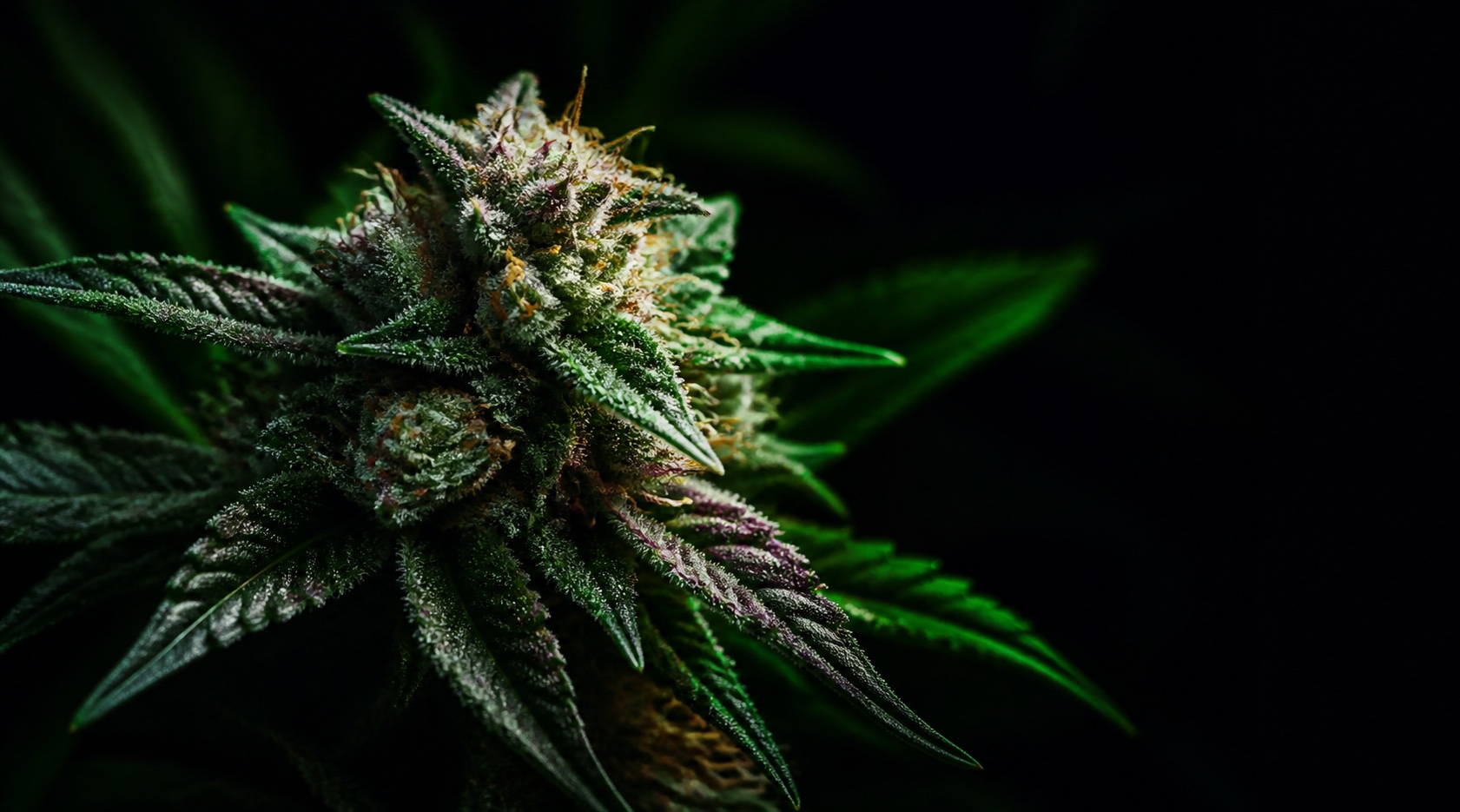Macro view of a mature cannabis flower against a dark background